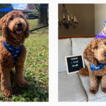 Discover the Joy of Mini and Moyen Goldendoodles in Dallas, Texas